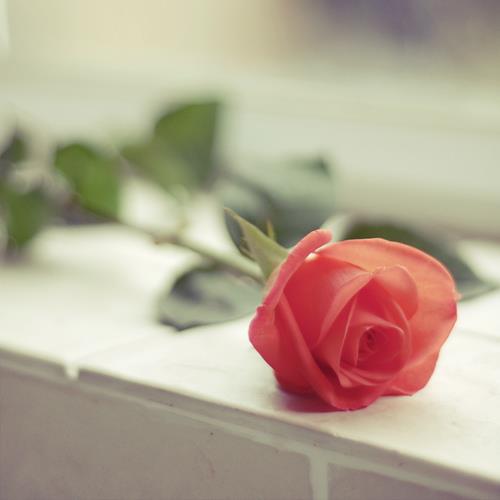 爱情胆小鬼，有人喊你去结婚