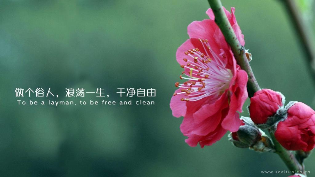 屌丝城管