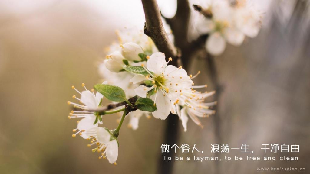 带字的qq图片