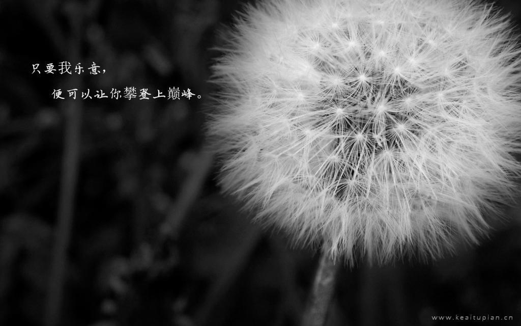 女人何苦为难女人