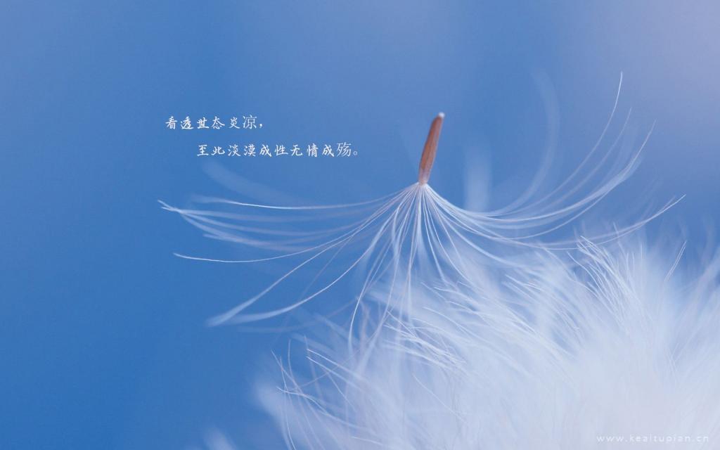 柔美的句子