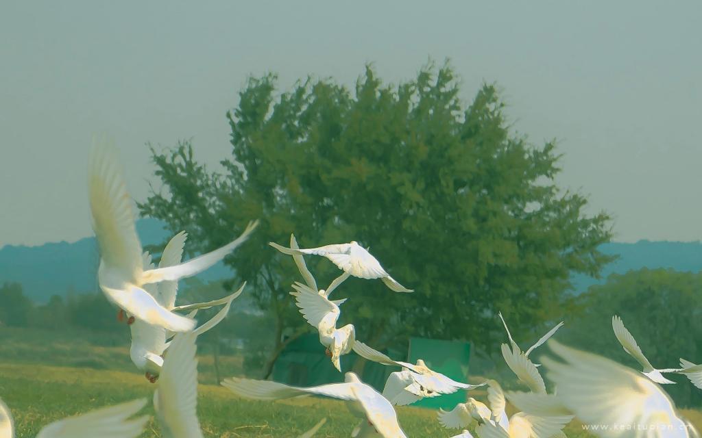 怀一颗向阳的心,去聆听世界的美好