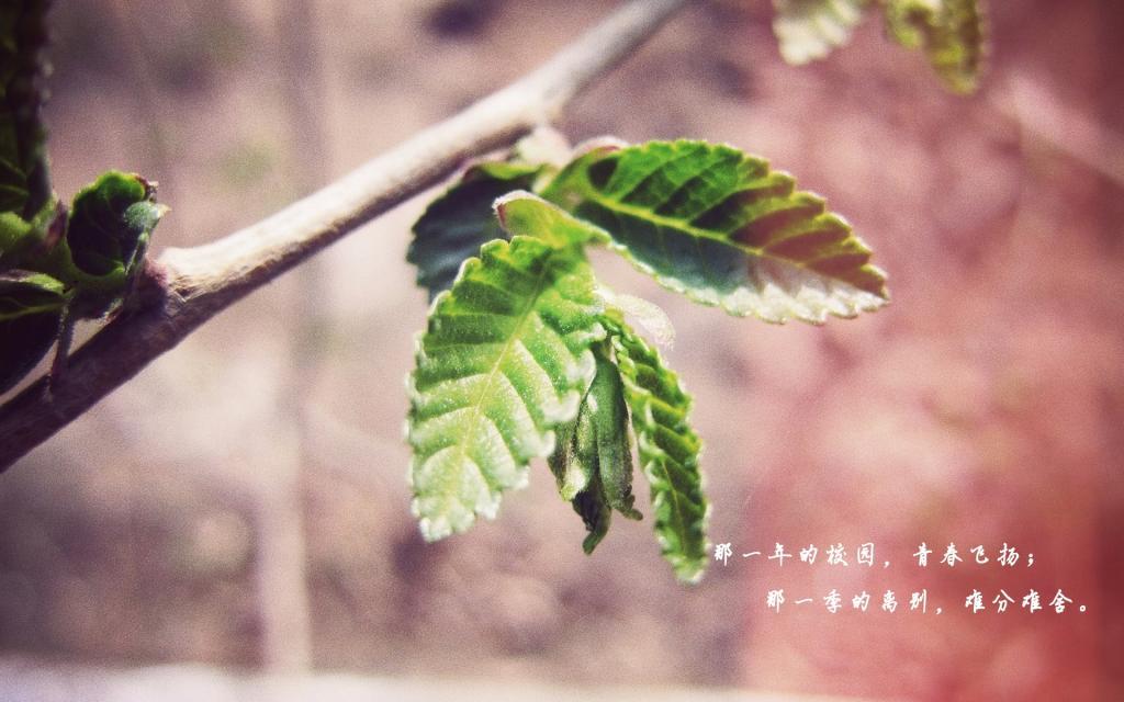 那个如茶女子散文