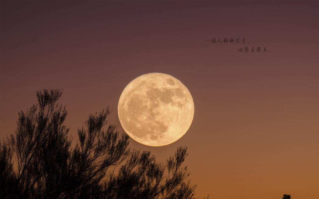 骨店之骨琴