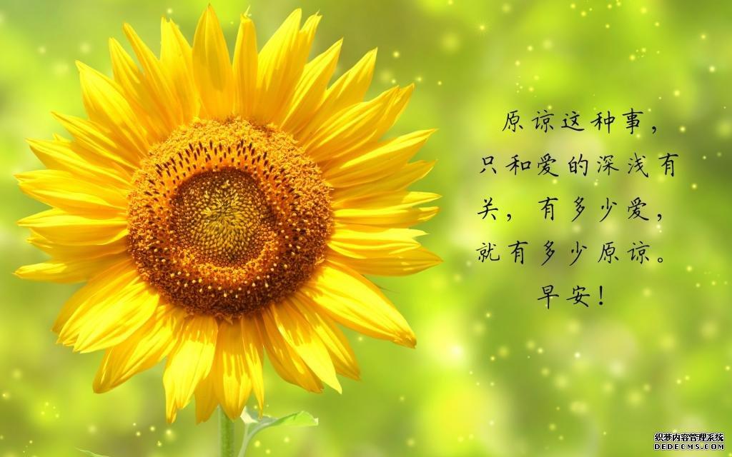 玫瑰花的爱意境图片_玫瑰花的相伴