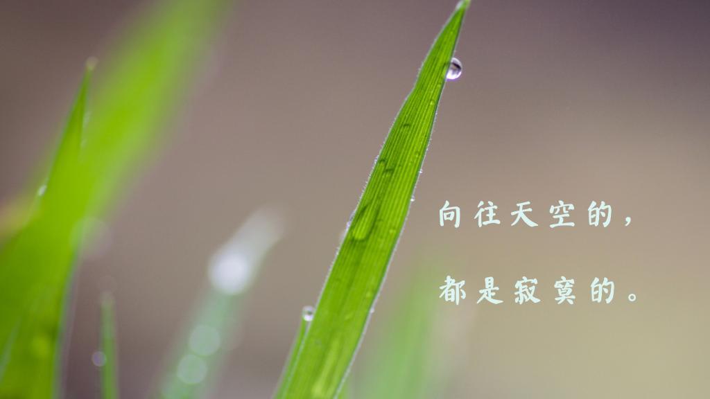 逝去的哀痛，不忘的爱情