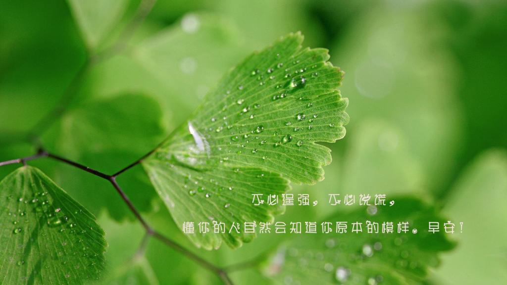 爱情的码头