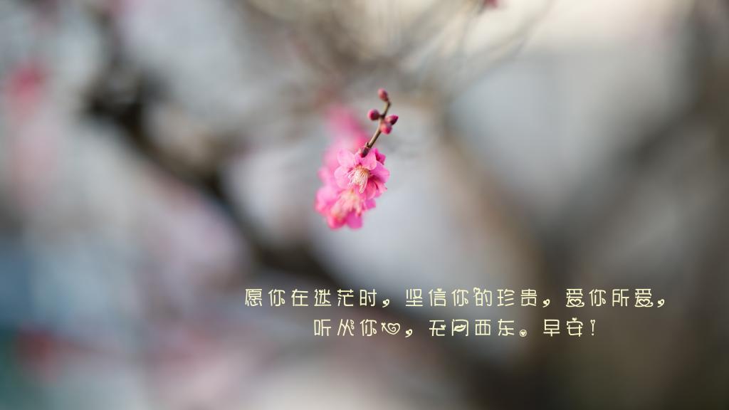 两只小鸭子