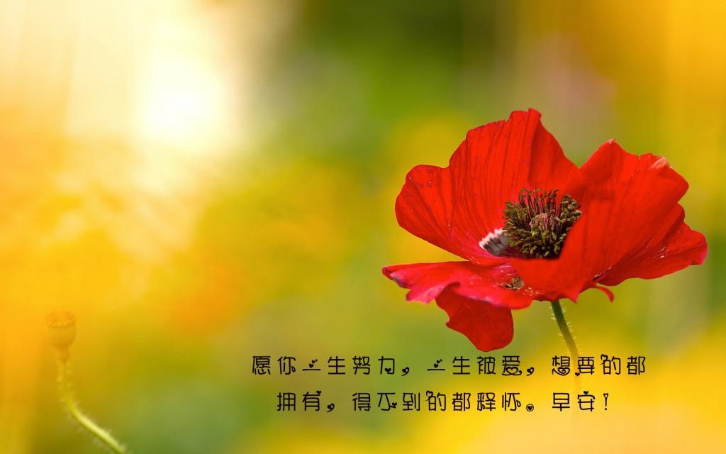 又见高岗杜鹃红