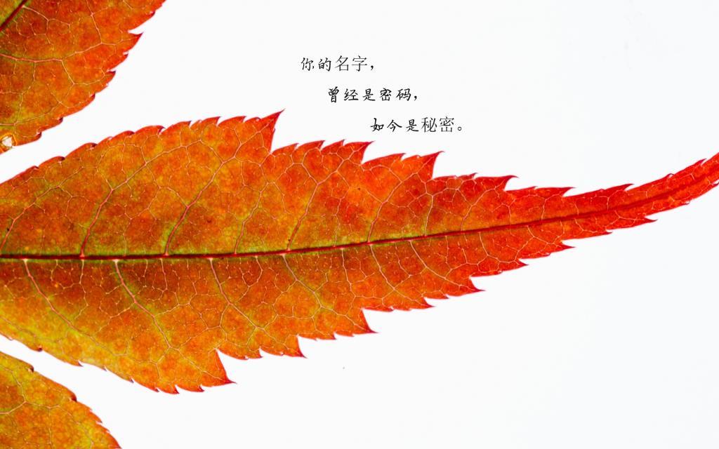 校草争夺战