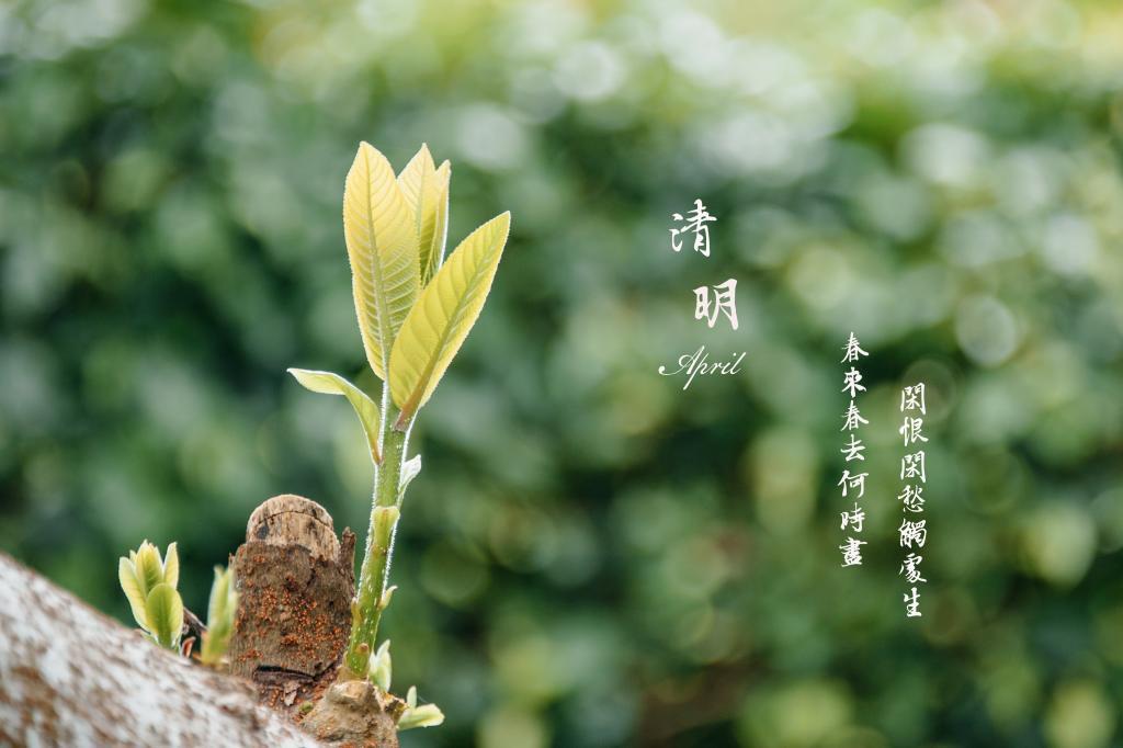 描写父母的精彩片段