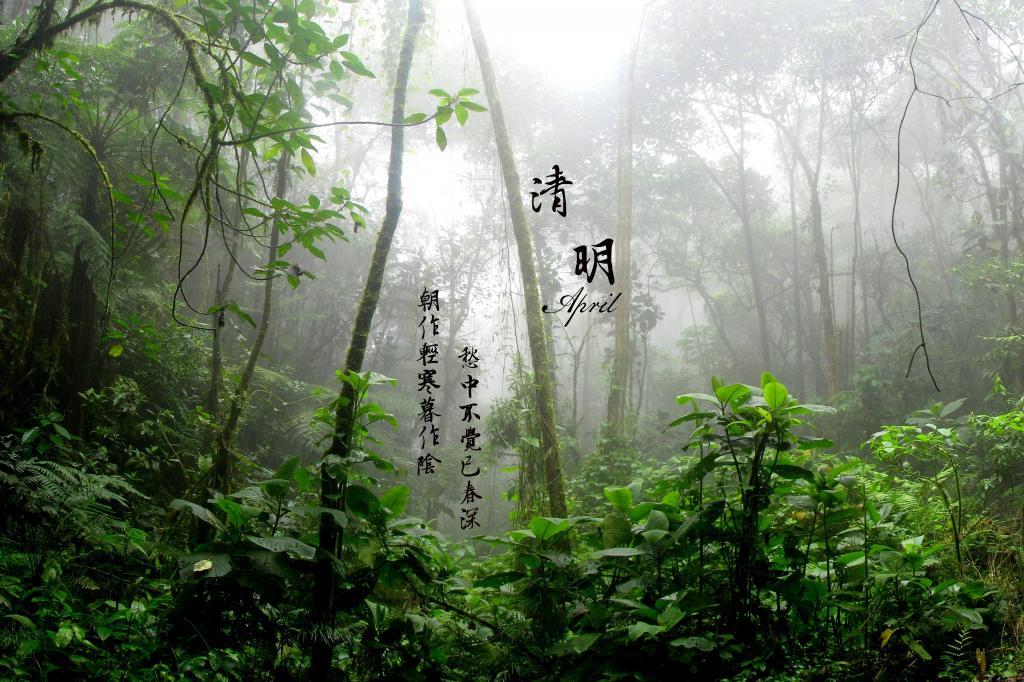 爱情的水仙花