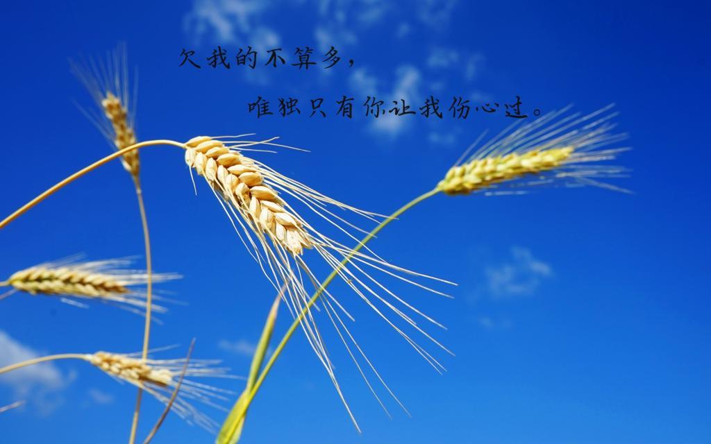 一条寄生虫