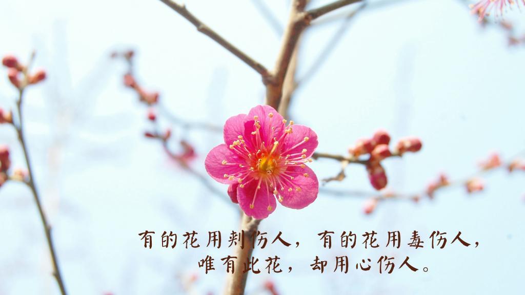 傻子和疯子的恋爱