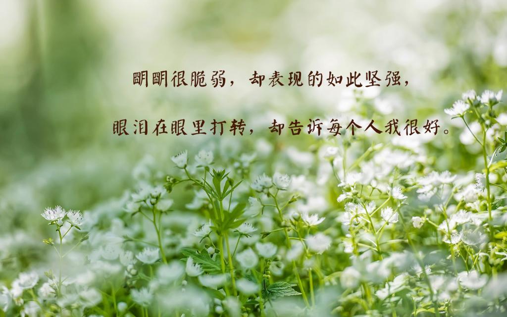 寻猫的老太太