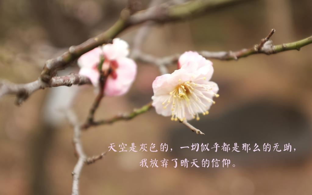 打人是主动式，被打是被动