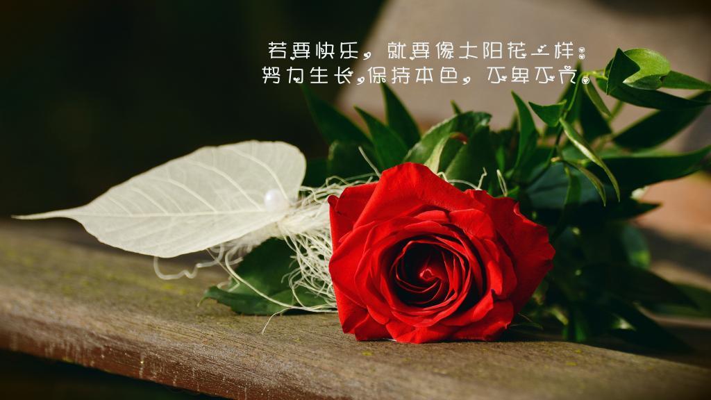 脑浆面包