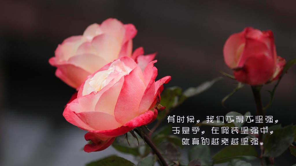 深圳的心伤:有个“花花公子”爱过我