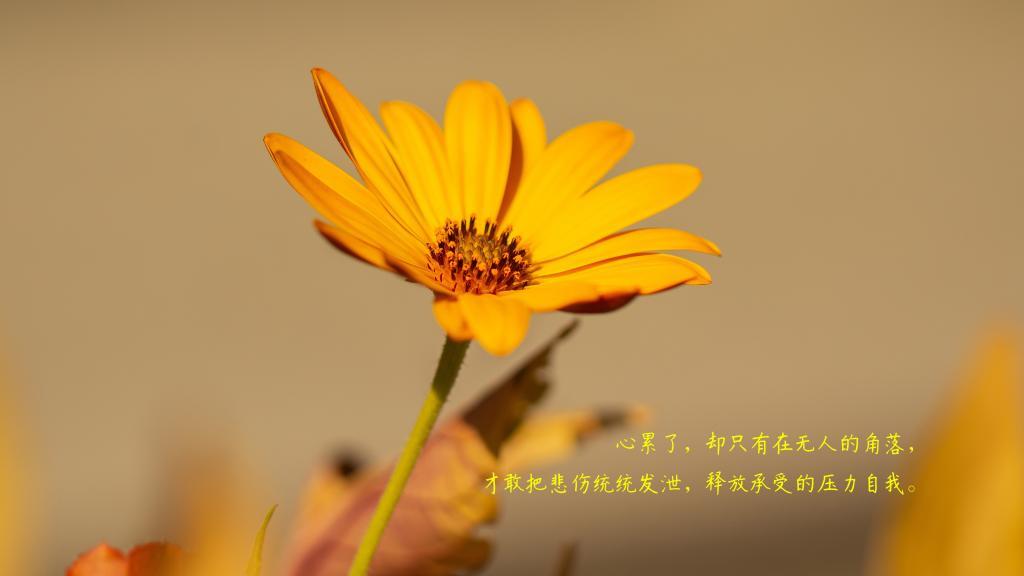 爱情真的回来了