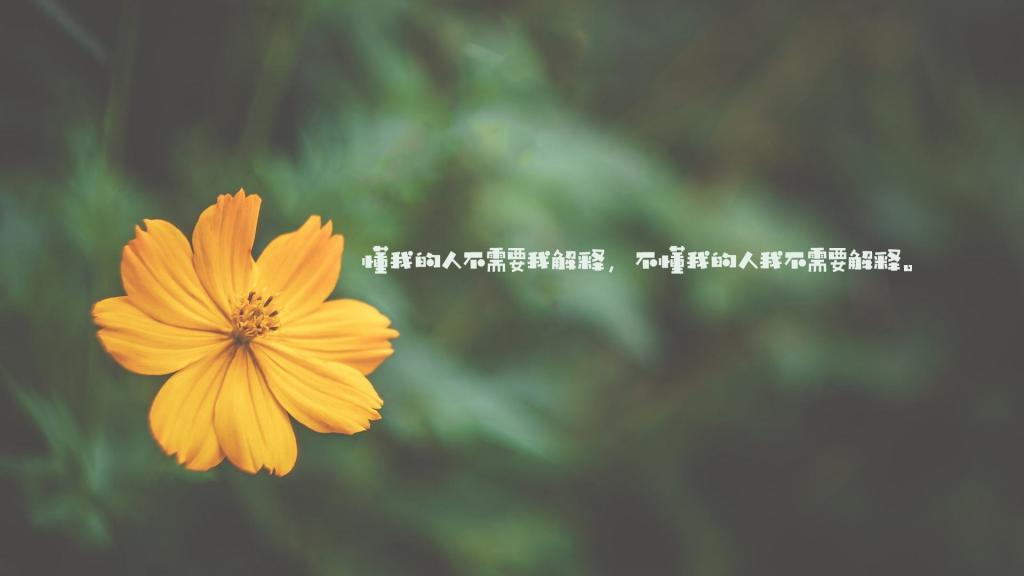 陪他一起看鸿雁
