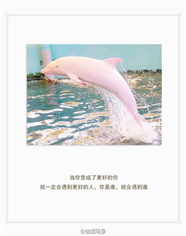 郭敬明粉丝经典语句
