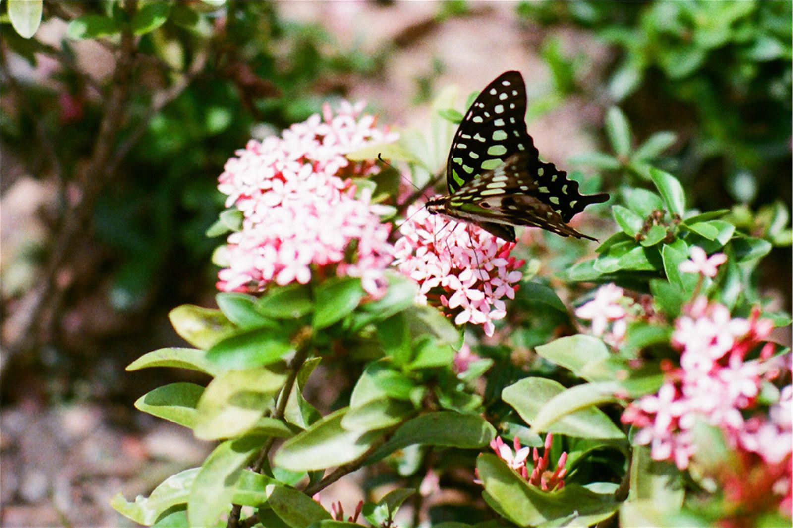 张碧晨整容了吗 张碧晨整容前后对比照 张碧晨为什么这么火